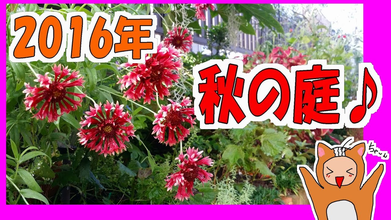 2016年、前の家のお庭♥秋の花たちです♪As flores do quintal da casa de 2016