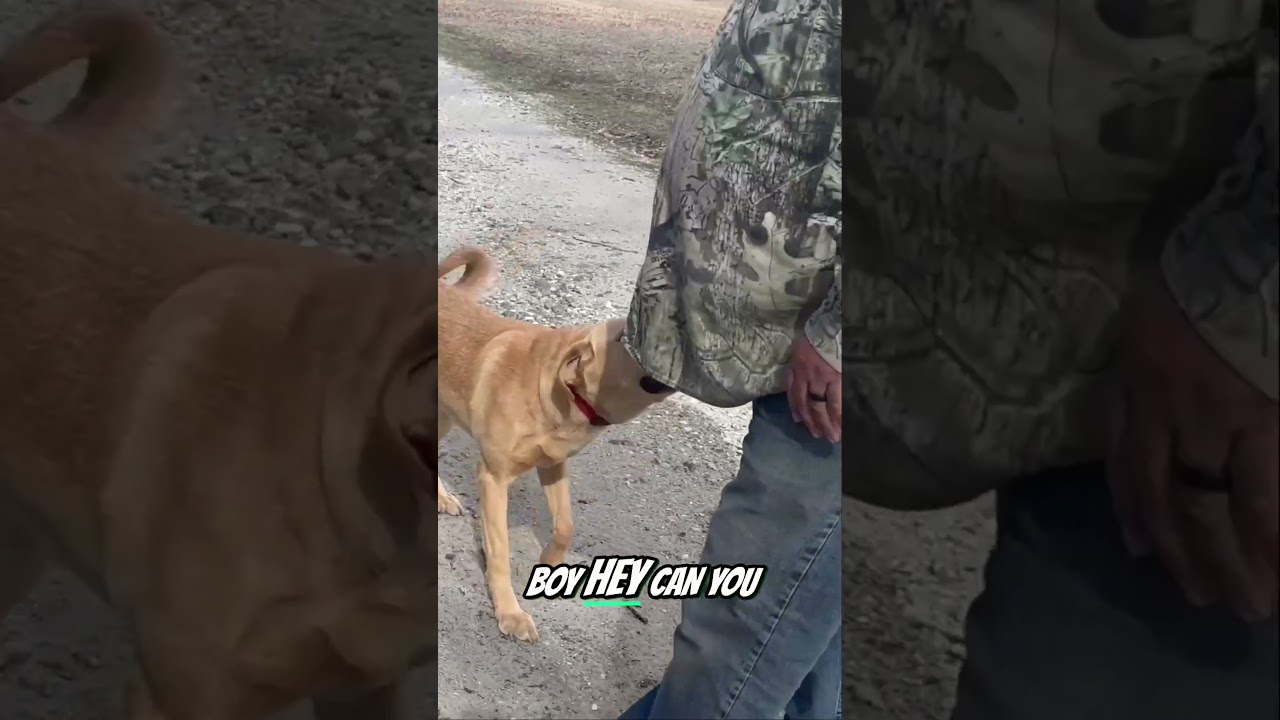 Teaching Dogs to Find Morel Mushrooms  #moreldogs #morelmushroom