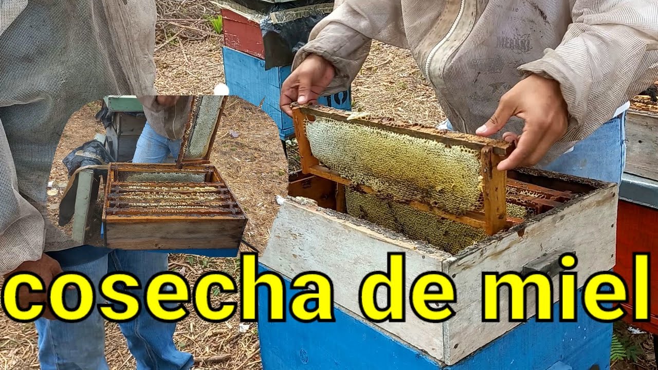 cosecha de miel | calando un nuevo campo | abejas llenas de miel | miel multiflora | panales de miel