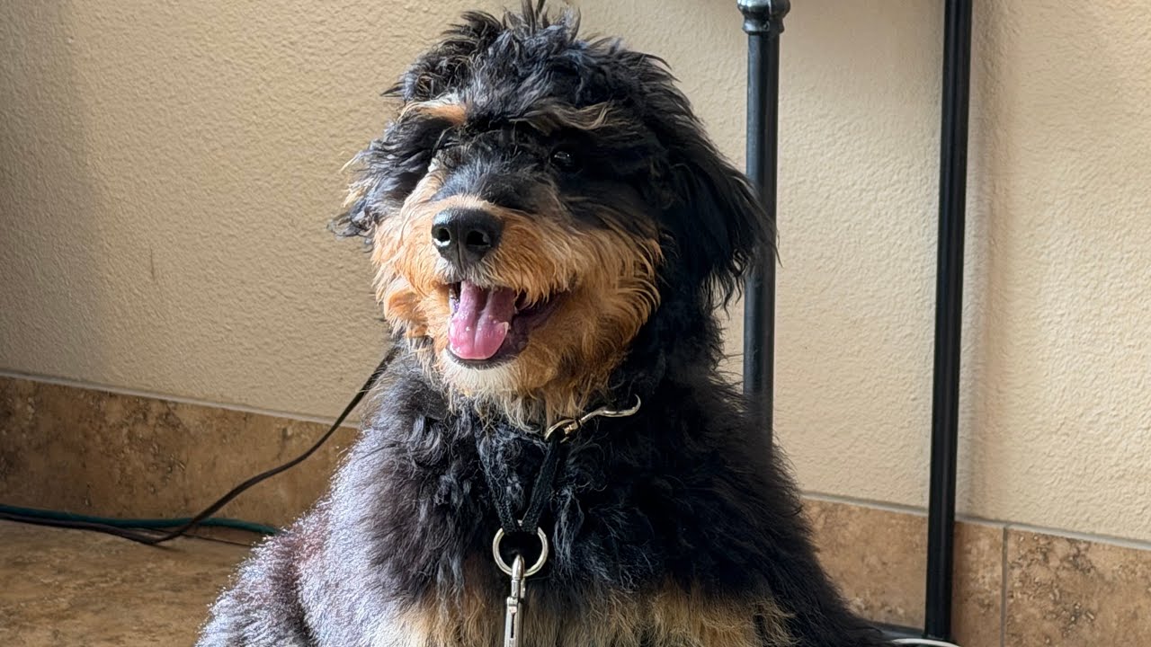 personaldogtraining1 is live! Puppy Finn walking and not freezing 