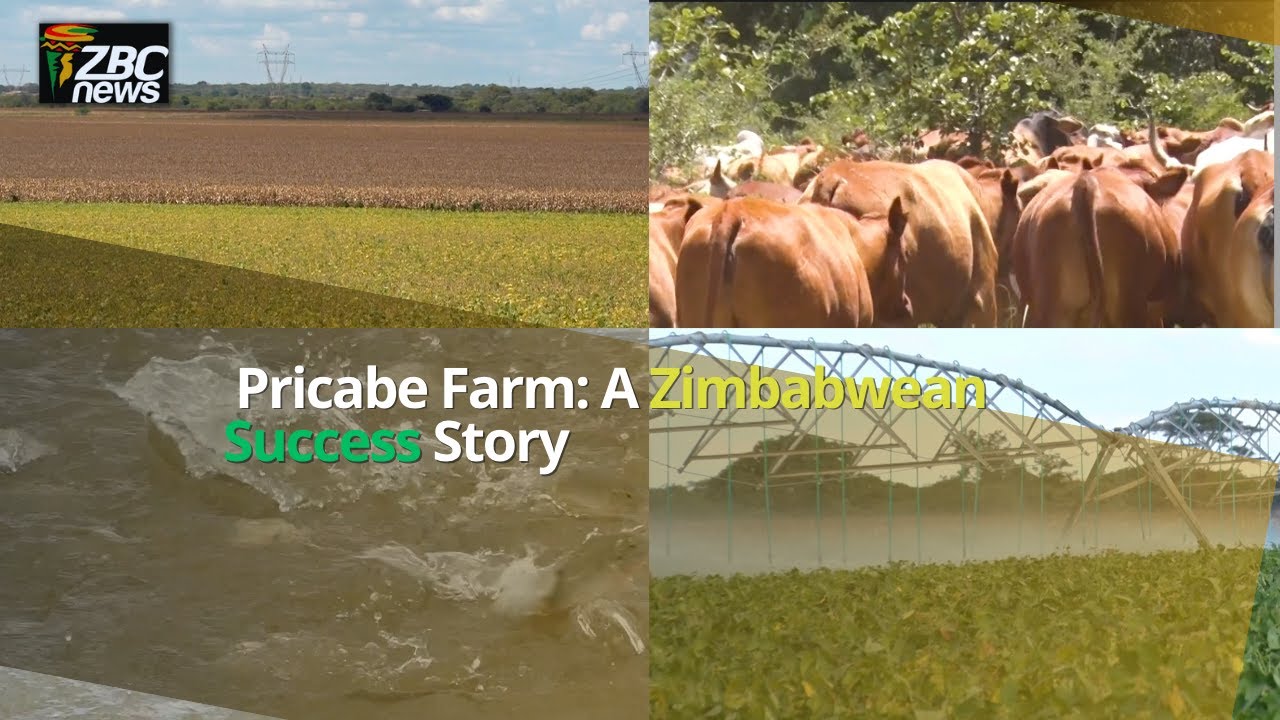 Pricabe Farm: A Look at a Thriving Mixed Farm in Zimbabwe