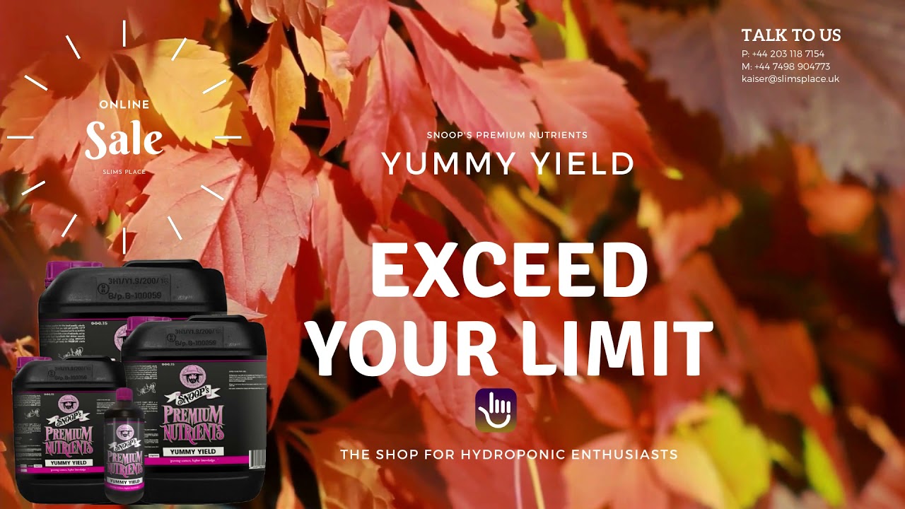 Snoops Yummy Yield