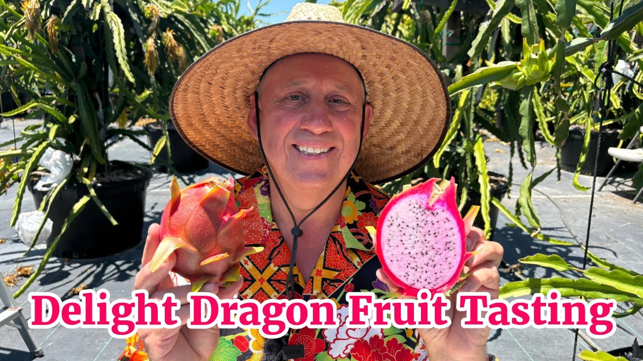 Delight Dragon Fruit Tasting