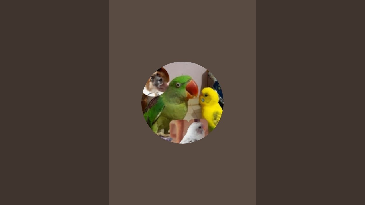 mithu parrot is live