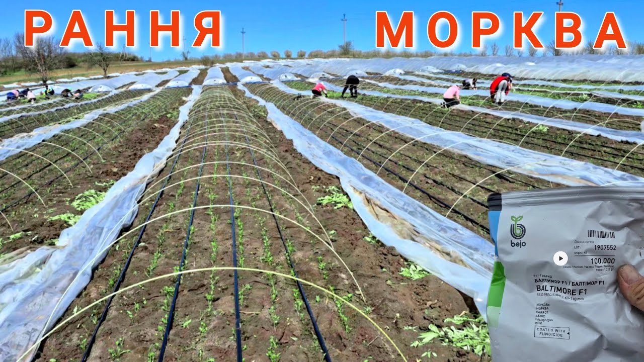 Рання морква. Схема посадки і перші підживлення