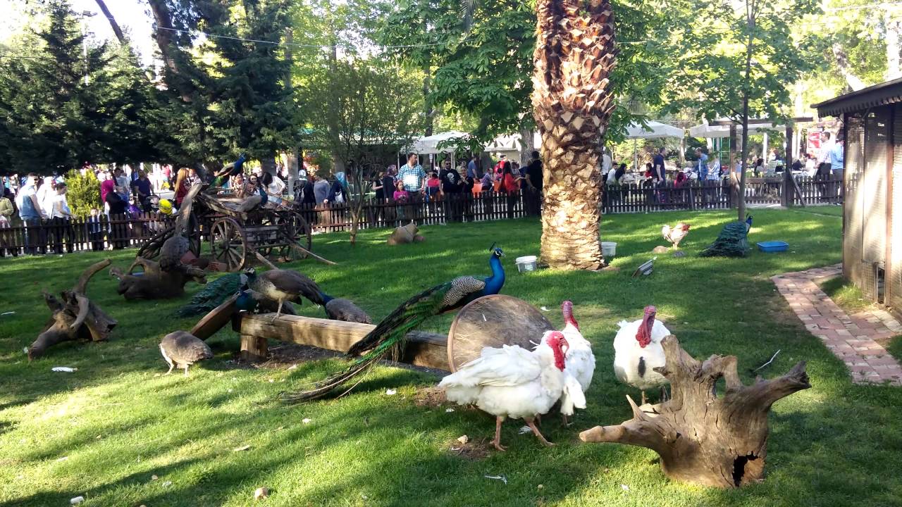 Peacock & Turkey Gang Fight - Part 1