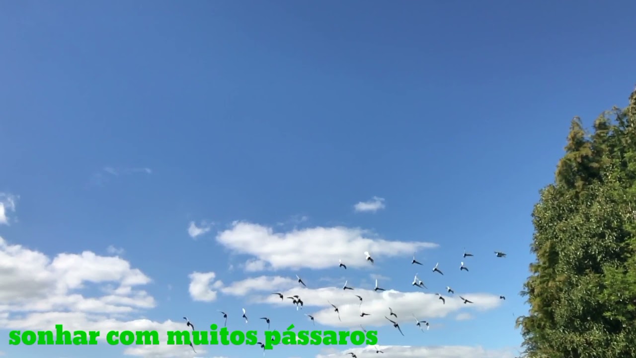Sonhar com Muitos Pássaros Qual o Significado Da Psicologia  Full HD Video