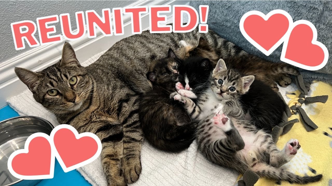 Mama Cat Reunited with Kittens After Weeks Apart