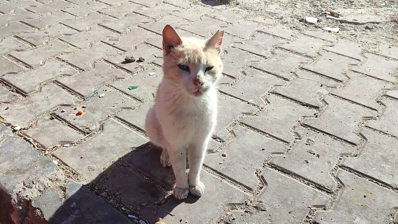 Хургада: уличные коты и кошки