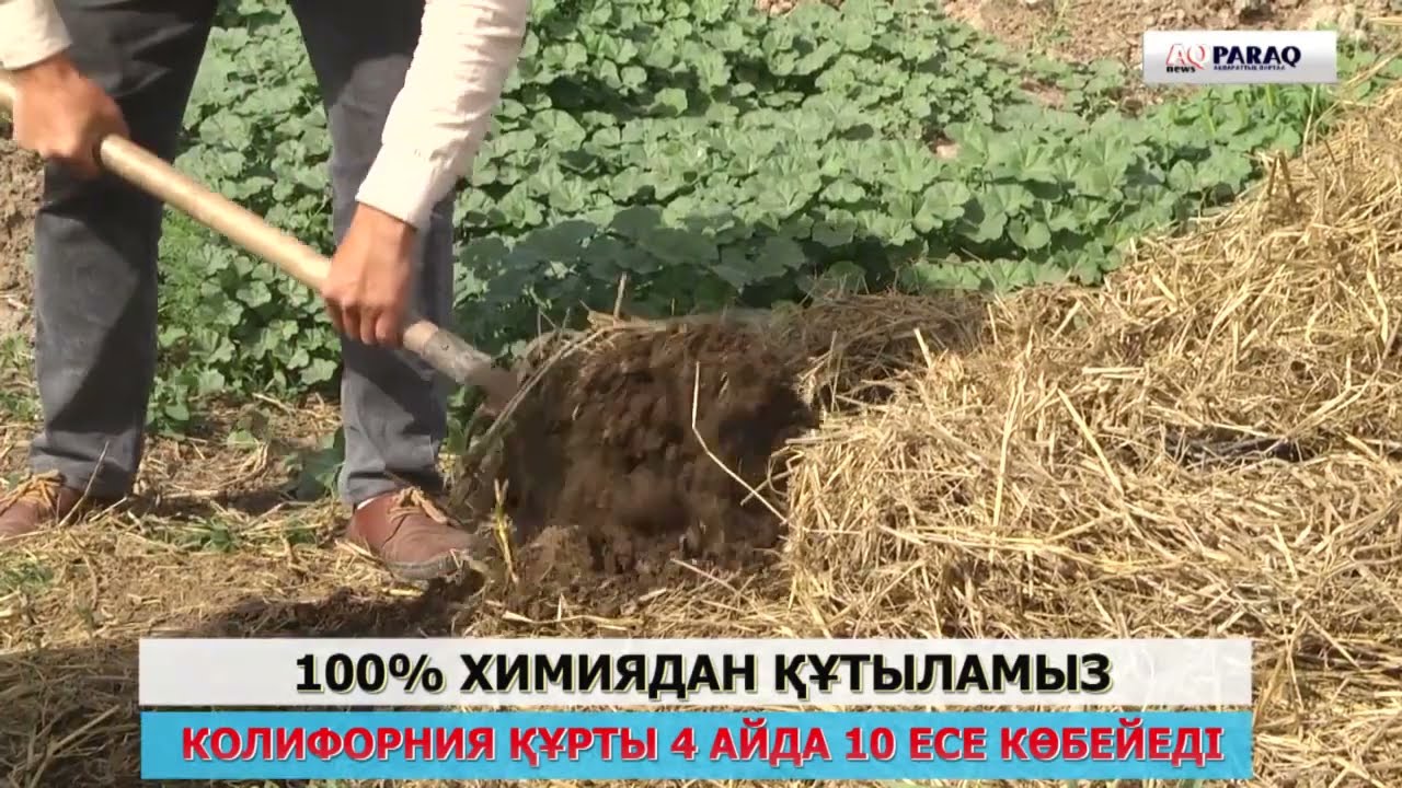 ащы шындық биогумус қазақ елінің көзін ашты #жетісай #биогумус #червей #kazverm #kazago #шлаушын