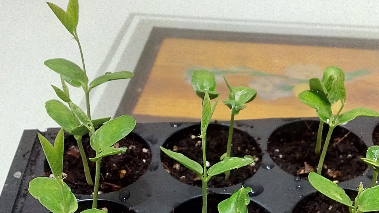 蝶豆花種子育苗紀錄(Butterfly flower seedling record)