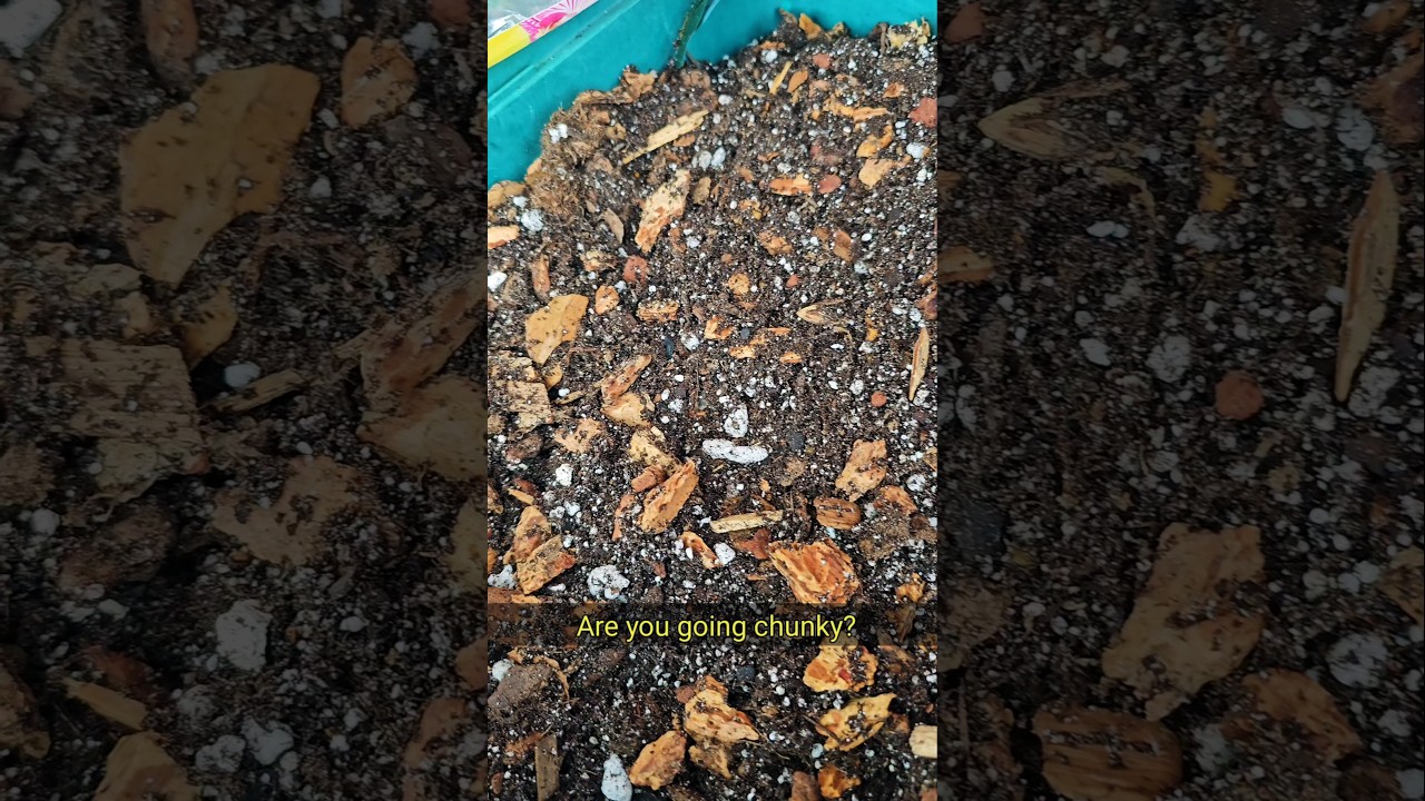 The Perfect SOIL MIX for ANTHURIUMS #plants #anthuriums #plantingtips
