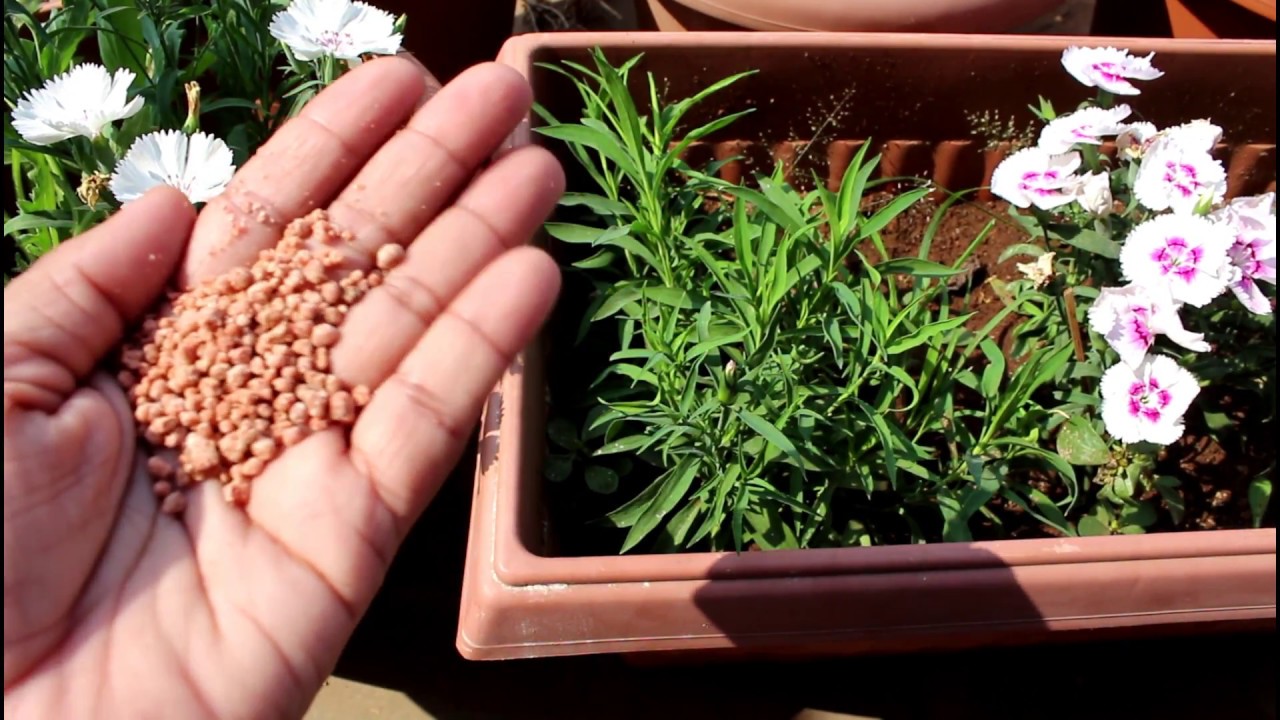 [English CC] Enjoy winter with Dianthus Flowering Plant ( In Hindi)