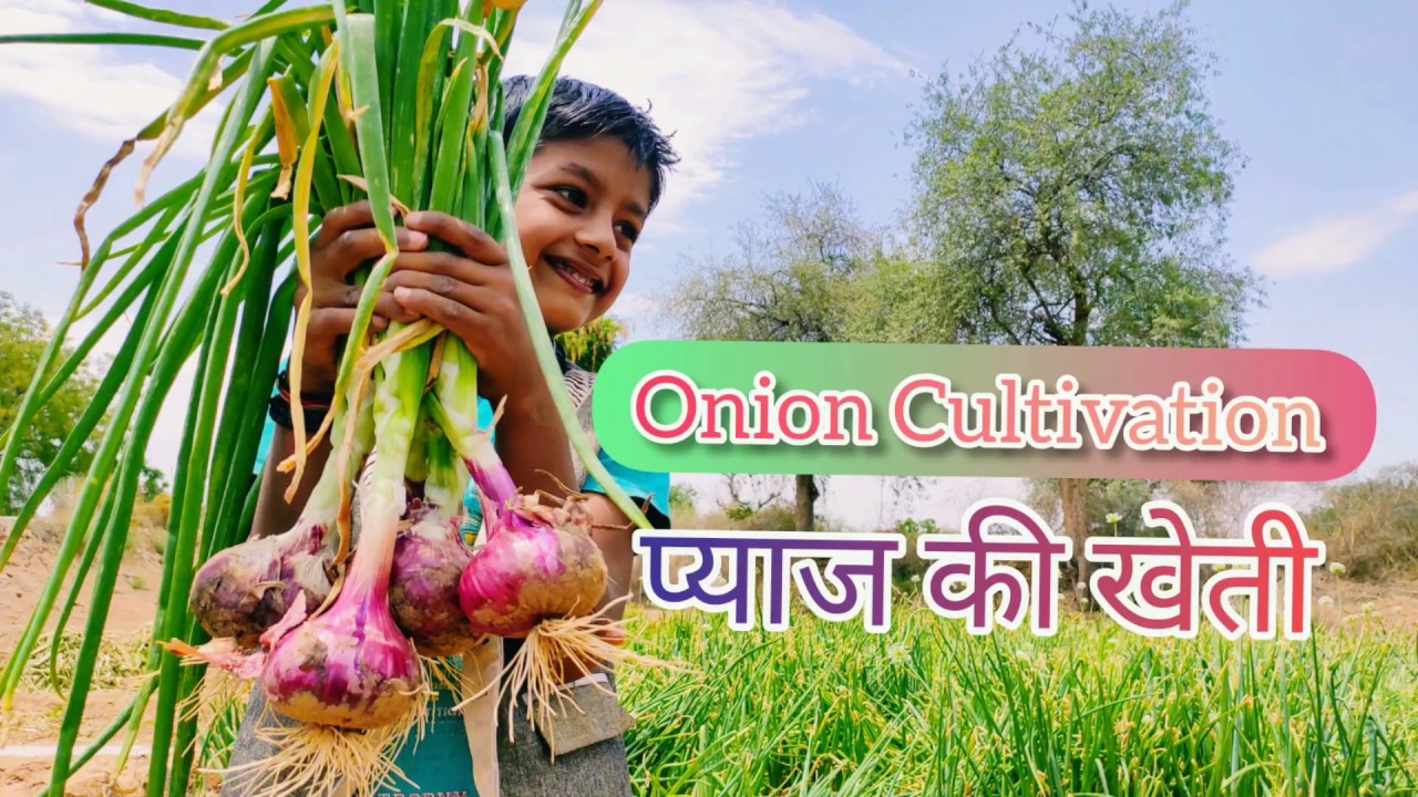 Onion cultivation - full video sowing to harvesting