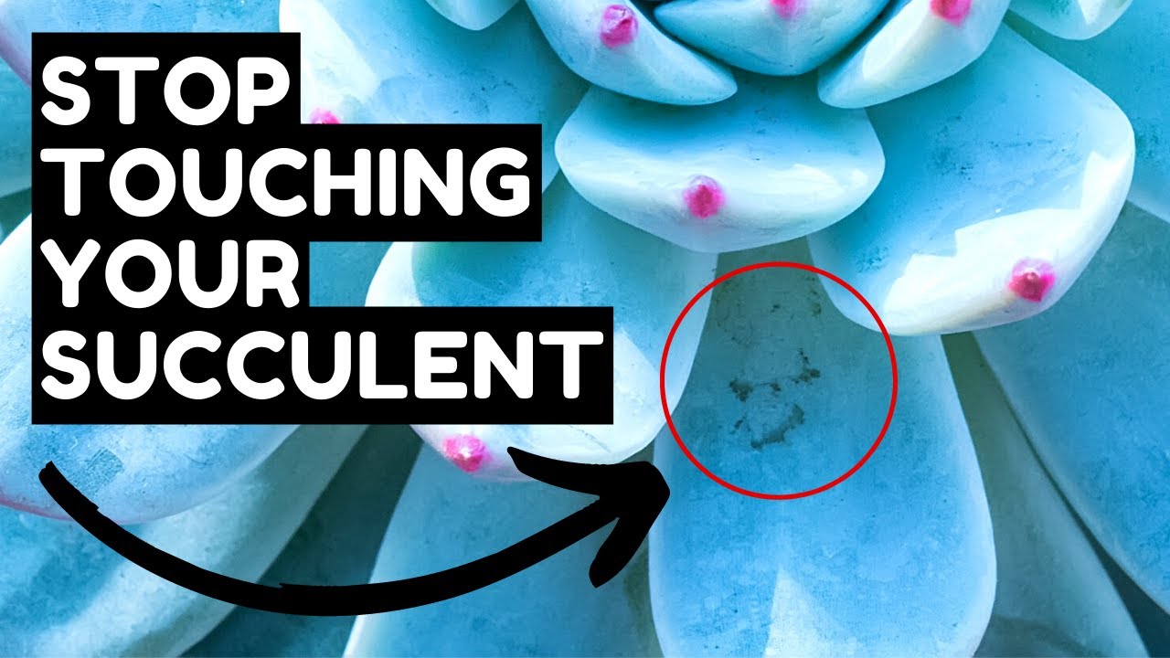 10 Secrets to Having Happy Succulents
