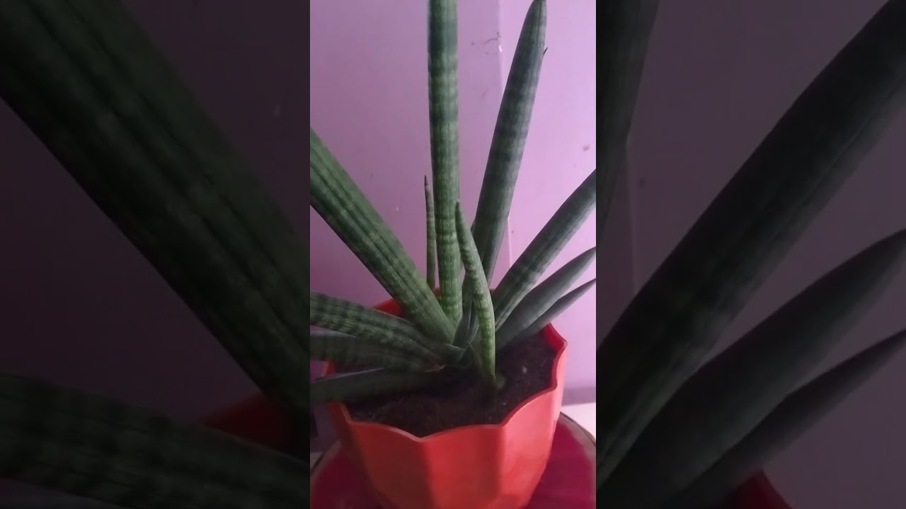 Sansenvieria # Cylindrica  "Boncel"