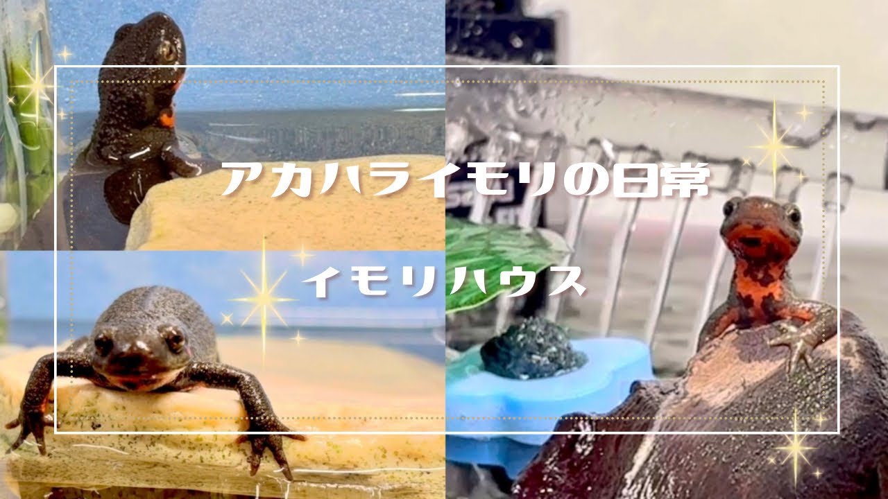 ✲アカハライモリの飼育はある意味簡単、ある意味大変です。#アカハライモリの日常