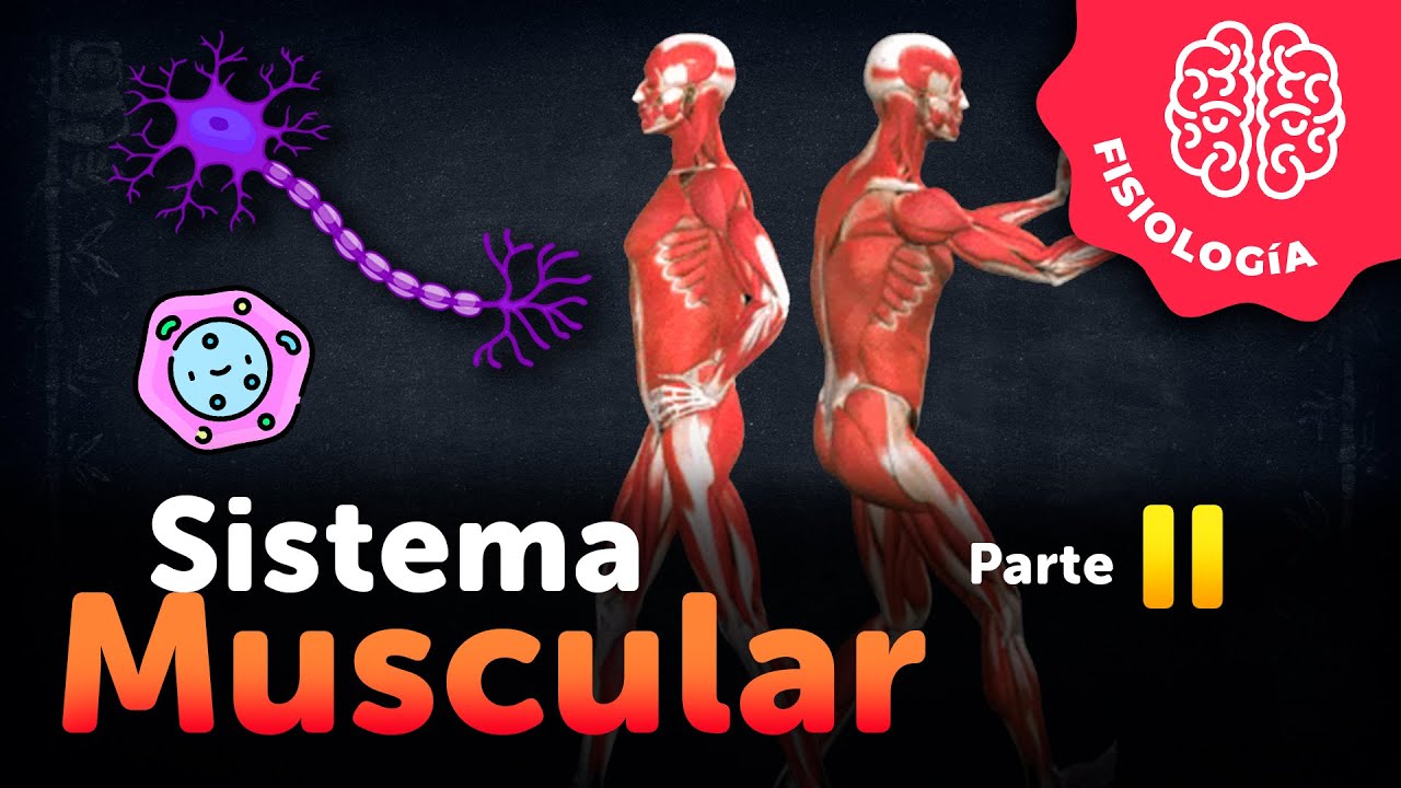 Sistema muscular - Parte 2/3