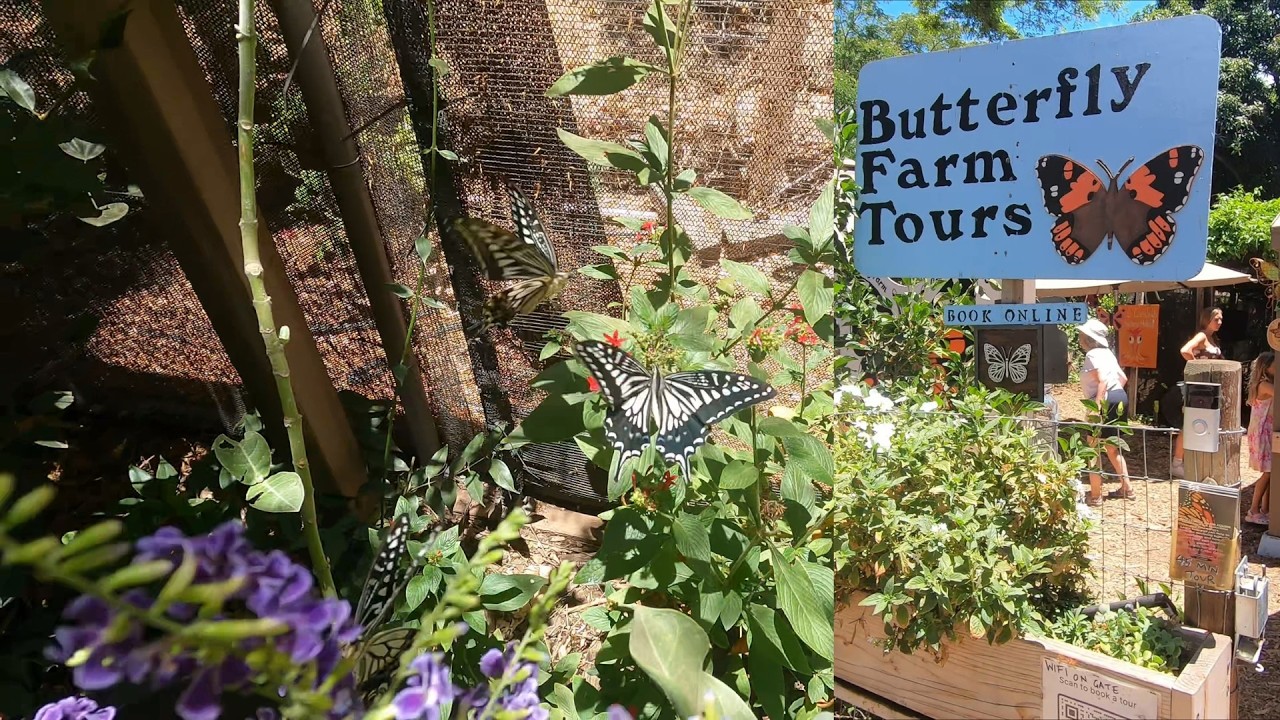 The Maui Hawaii Butterfly Farm 4K 🦋