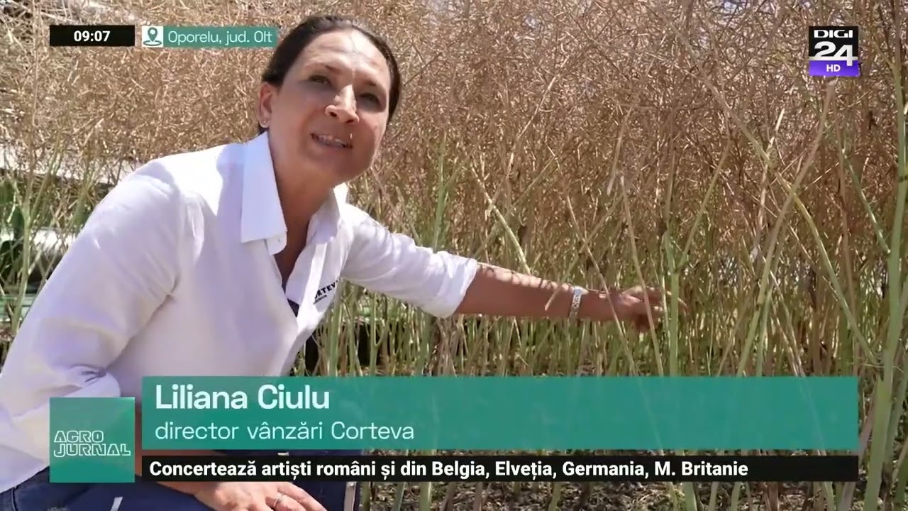 Corteva: Rapița PT303 și PT298, hibrizi de genetică americană cu peste 4 tone pe hectar #digi24