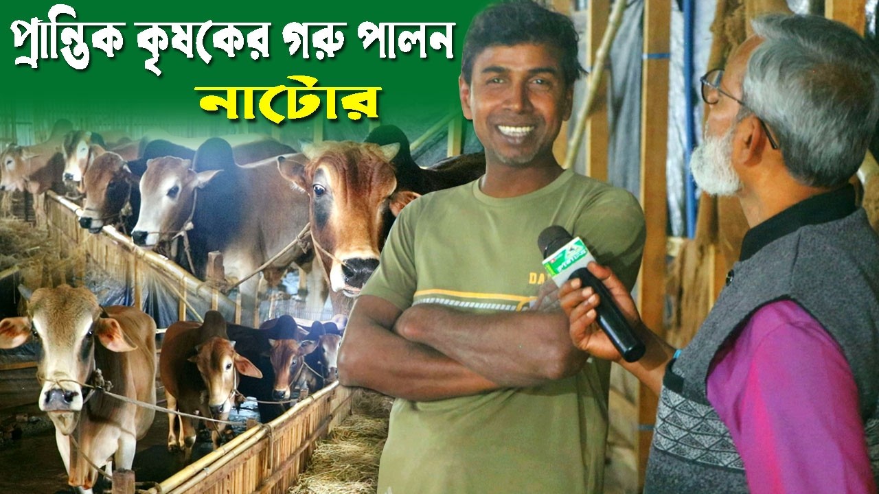 1271-আজ দেখুন প্রান্তিক কৃষকের গরু পালন- র.ই মানিক চিত্রপুরী নাটোর R.I Manik.Chitrapuri Krishichitra