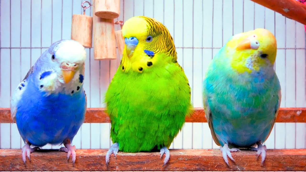Happy Budgies Chirping 🦜 | Cute Colorful Parakeets Sounds for Birds