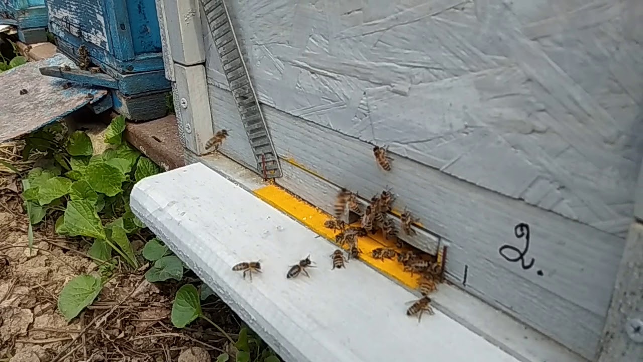 Пчелы жужжат 20180414