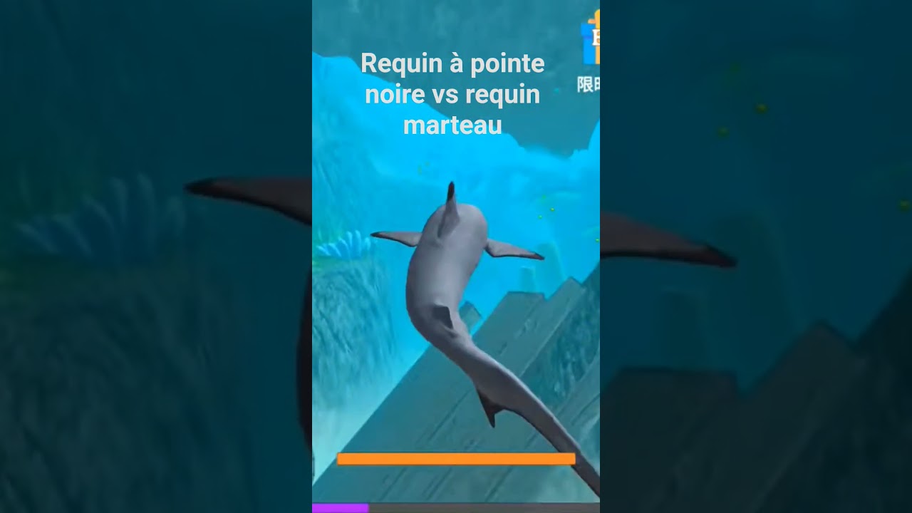 requin &agrave; pointe noire vs requin marteau