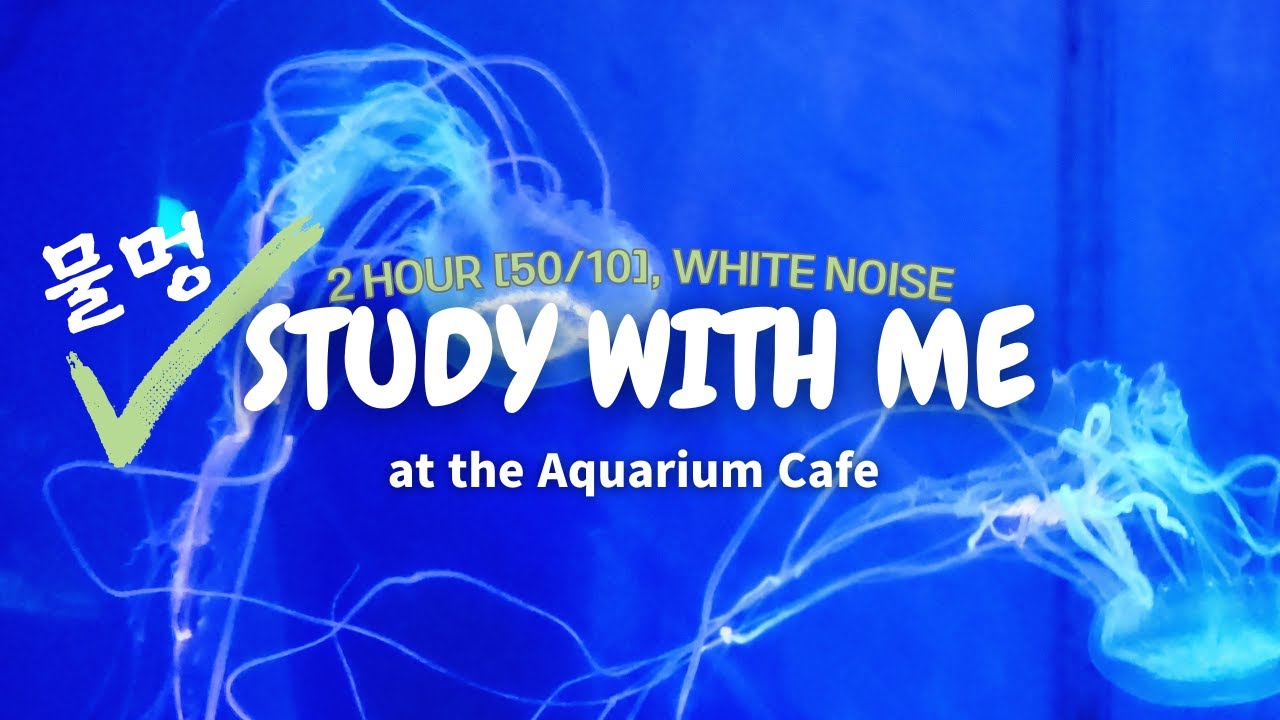 STUDY WITH ME at the Aquarium Cafe / ambient (no music)