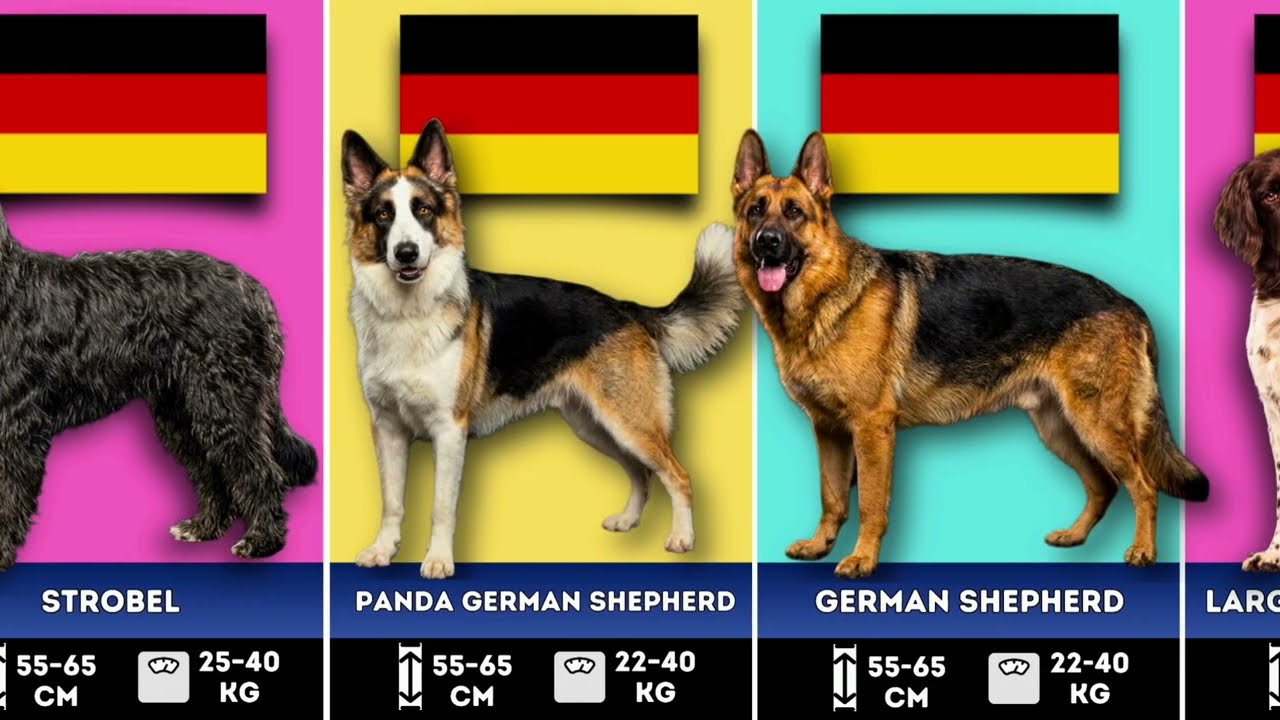 Every Dog Breed From Germany: Ranked by Size 