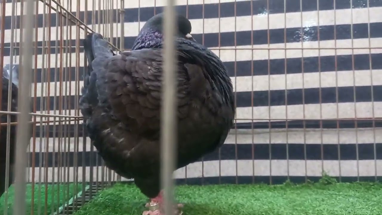 من معرض الكنج والرومانى والمودينا من السيدة عائشة king#pigeon #birds 🥰🤩