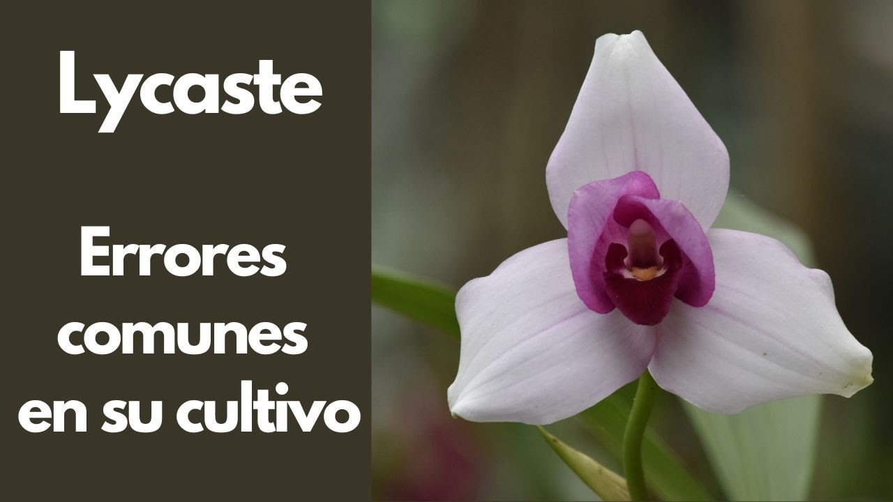 Orquídeas Lycaste - Errores comunes en su cultivo