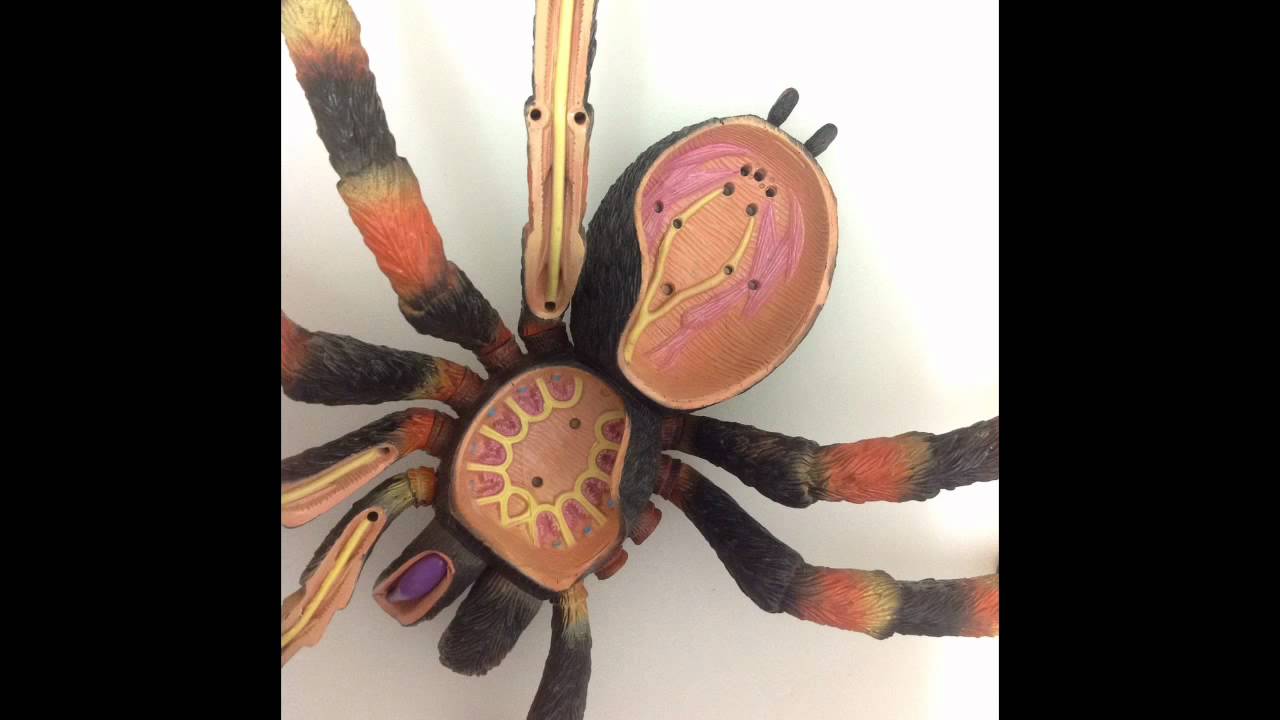 Revell 'x-ray' Spider