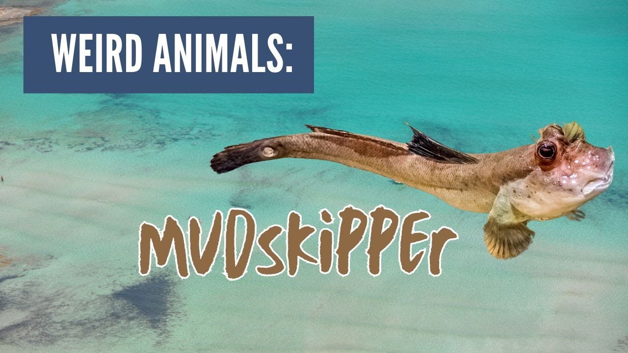 This Fish Can Walk on Land?! Meet the Mudskipper