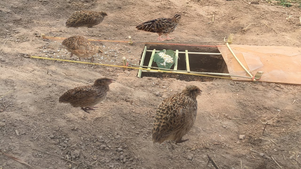 Awesome Quick Bird Trap Using Deep Hole With  Plastic - Easy Best Bird Traps Work 100%