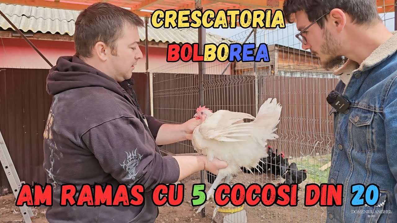 SELECTIE MATCA LA BRESSE CU CRESCATORIA BOLBOREA
