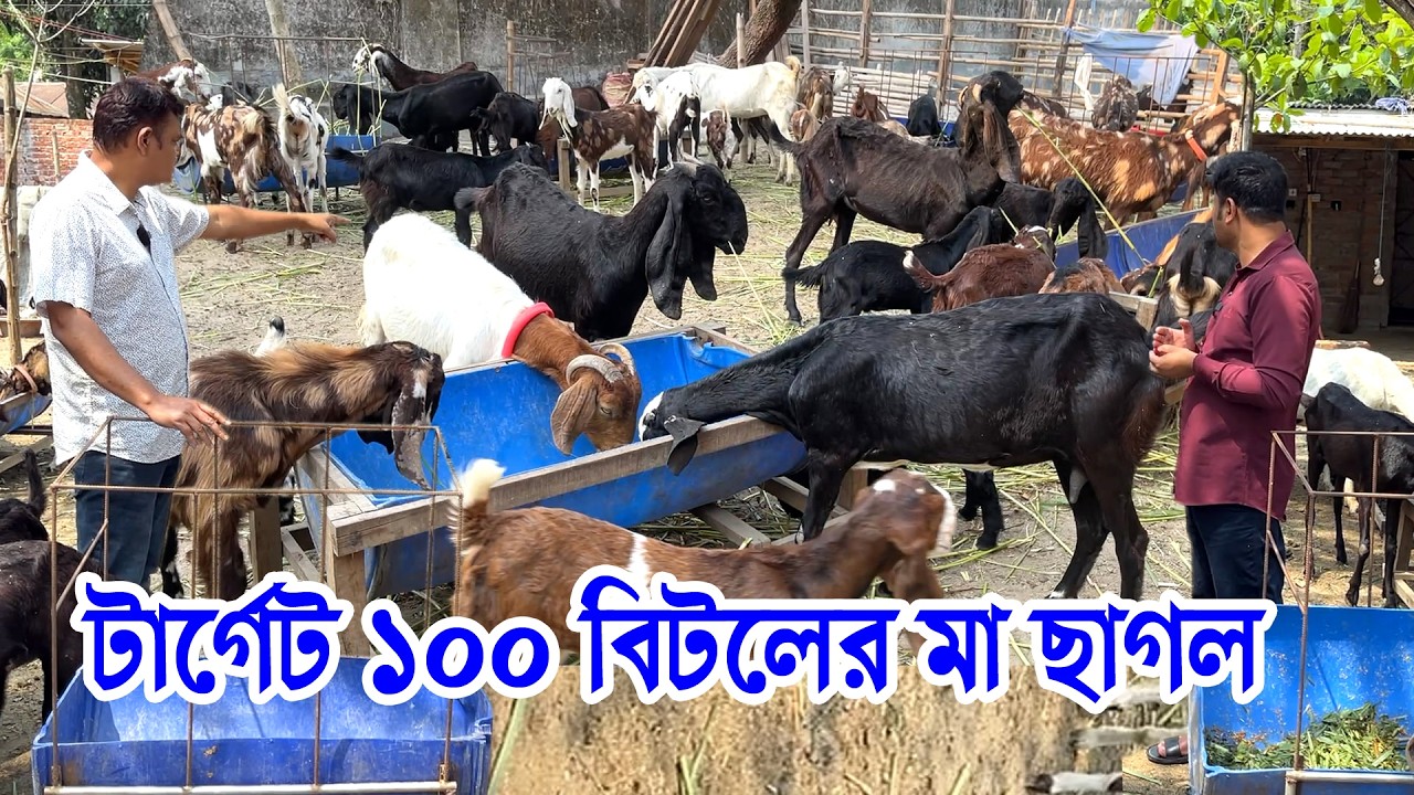 ১০০ ছাগল পালন করছে ভিন্ন খাদ্য পদ্ধতিতে | ছাগলের খামারে লাভ করতে যা যা করা দরকার সব এই ভিডিওতে
