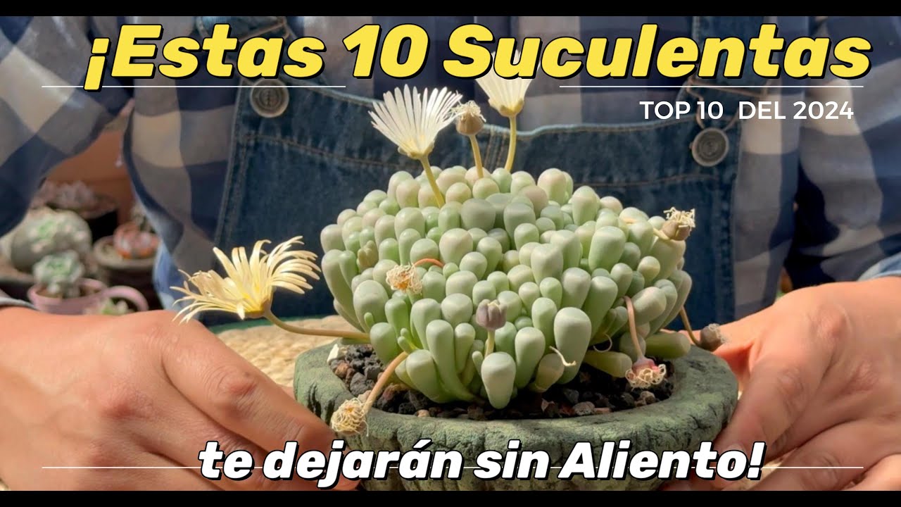 Top 10 SUCULENTAS en su mejor momento