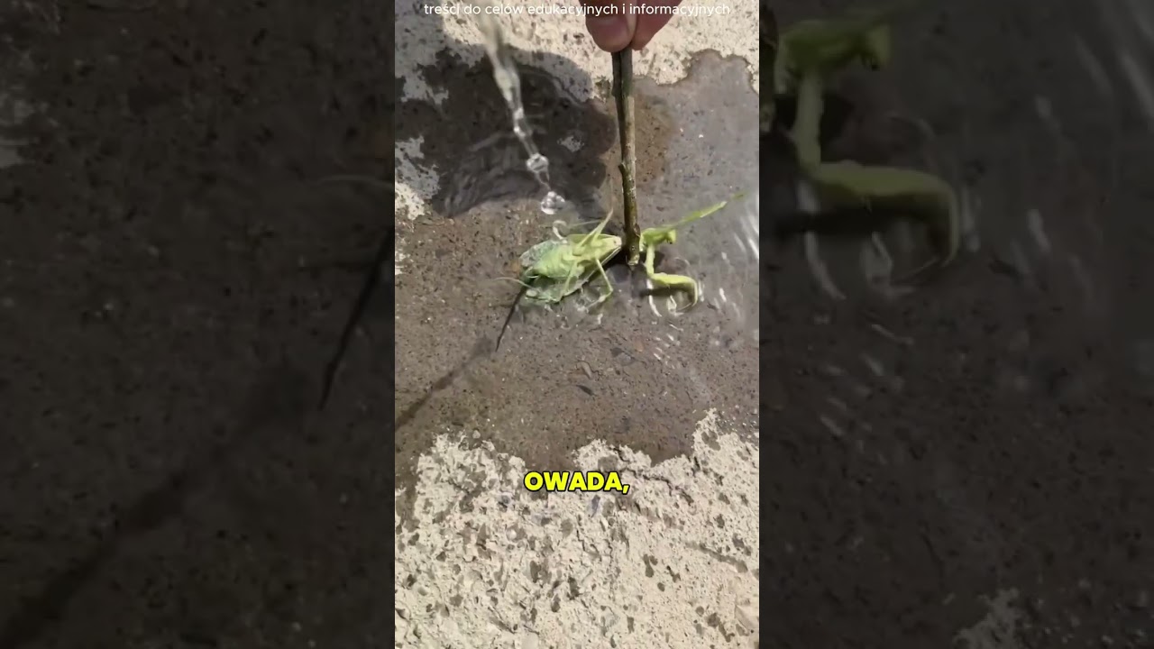 Człowiek Usunął Pasożyta Z Modliszki 😯❤️