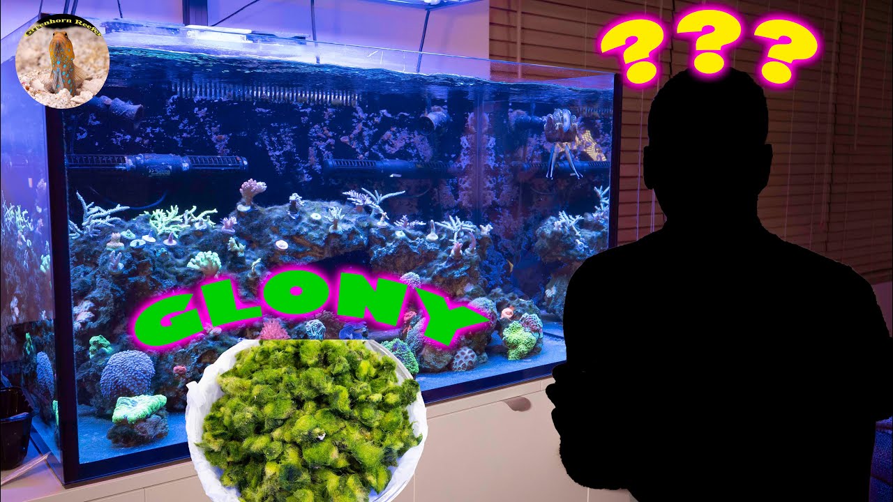 USUWAMY GLONY | 300L Reef Tank California | California Reef Tank 75 gallons | Geenhorn Reefer