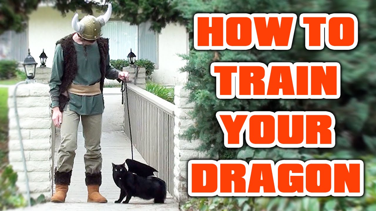Cat Cosplay! HOW TO TRAIN YOUR DRAGON