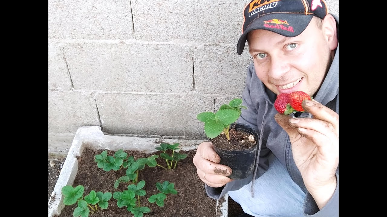 como y cuando plantar frutillas o fresas en casa en macetas.