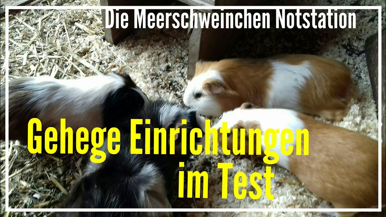 praktische Gehege Einrichtungen für Meerschweinchen