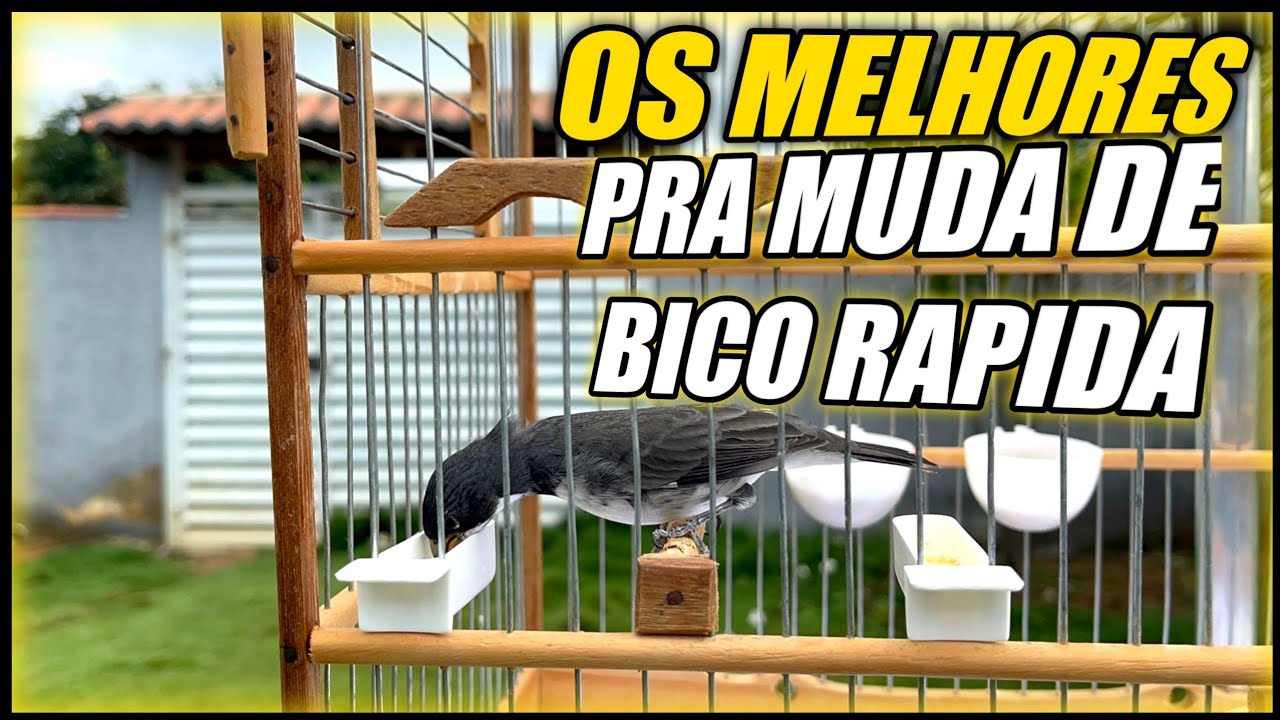muda de bico 