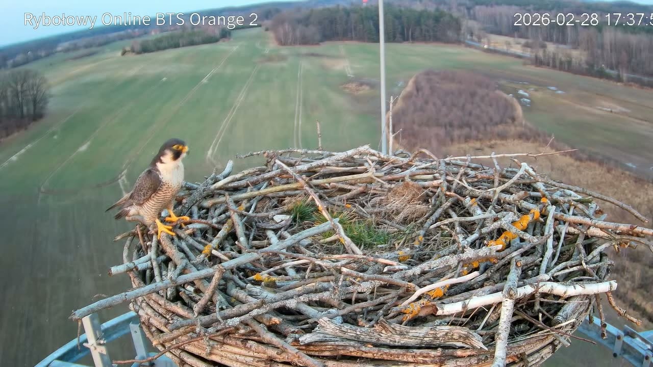Sok&oacute;ł w gnieździe rybołowa -  28 02 2026 -  Rościce / Osprey Online BTS Orange