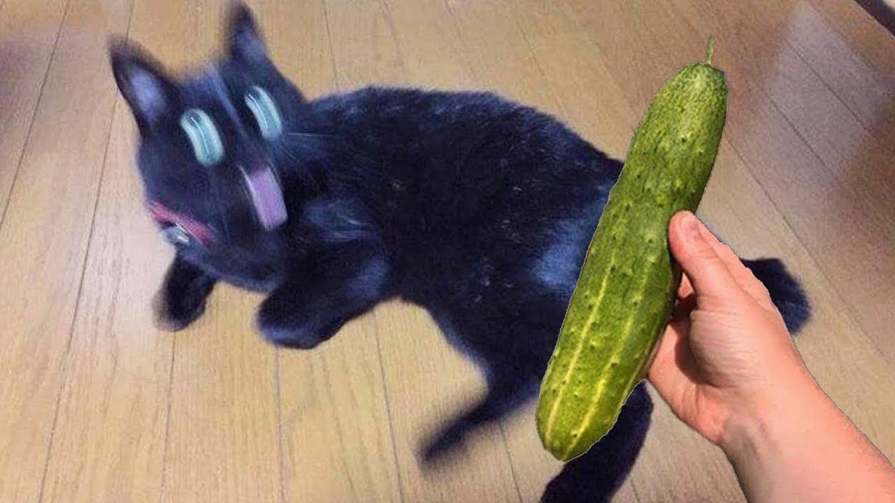 Funny Pet Videos That Make Bad Days Better #68