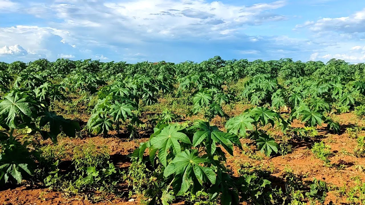 plantação de mamona