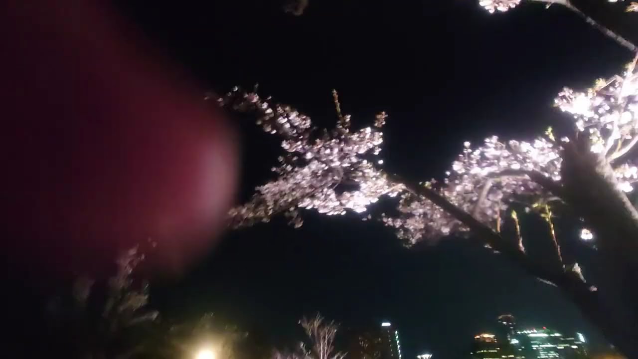 Sakura Cherry blossoms through Night walk ,Kema Sakuranomiya park,Osaka,Japan,the 4th of April,2025
