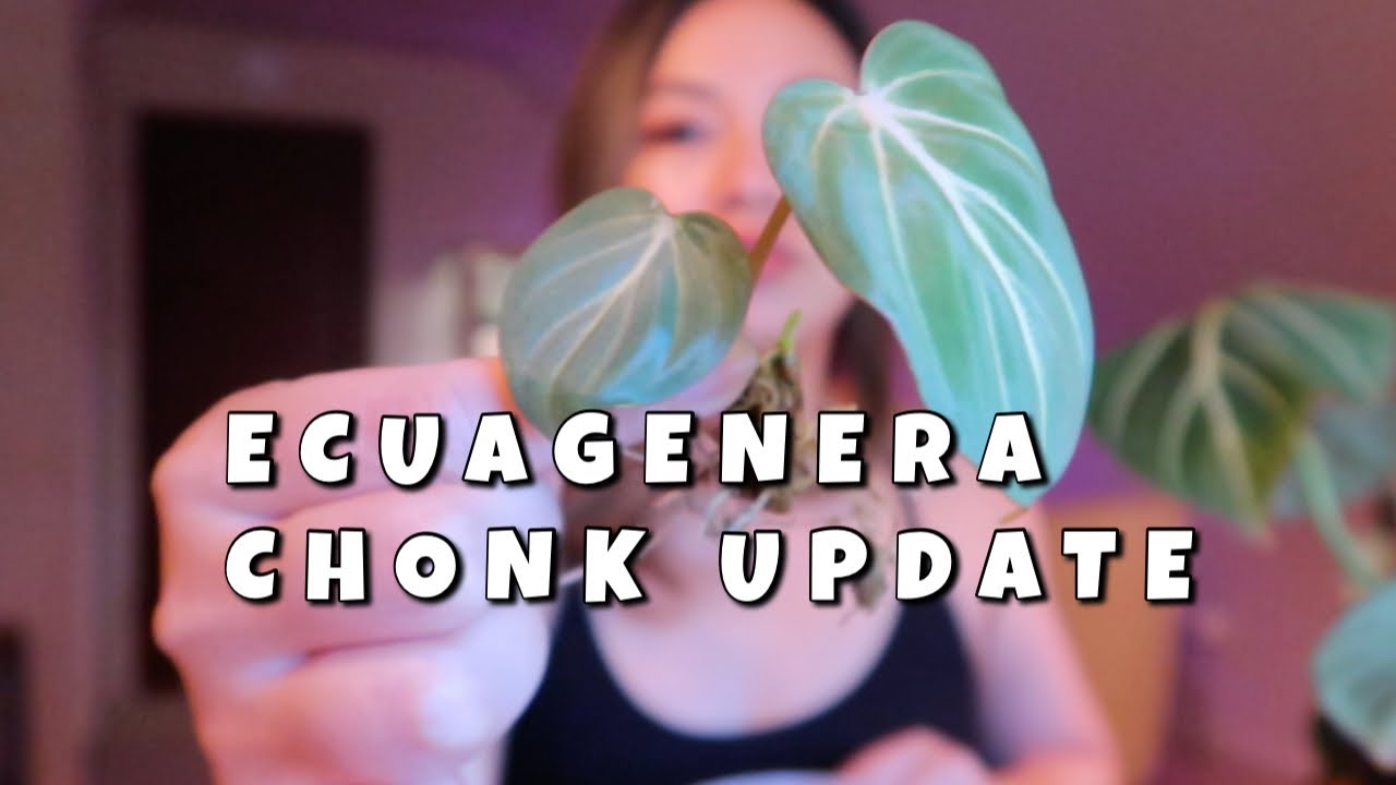 ECUAGENERA UPDATE | How to get perfect leaves with a philodendron gloriosum zebra chonk