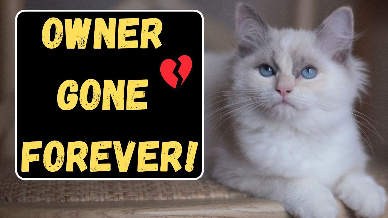 Do Cats Know You're Coming Back When You Leave?